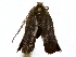  ( - BIOUG77735-C12)  @11 [ ] CreativeCommons - Attribution (2022) CBG Photography Group Centre for Biodiversity Genomics