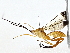  ( - BIOUG77735-E06)  @11 [ ] CreativeCommons - Attribution (2022) CBG Photography Group Centre for Biodiversity Genomics