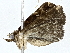  ( - BIOUG77749-D08)  @11 [ ] CreativeCommons - Attribution (2022) CBG Photography Group Centre for Biodiversity Genomics