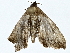  ( - BIOUG77749-D09)  @11 [ ] CreativeCommons - Attribution (2022) CBG Photography Group Centre for Biodiversity Genomics