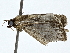  ( - BIOUG77749-D12)  @11 [ ] CreativeCommons - Attribution (2022) CBG Photography Group Centre for Biodiversity Genomics