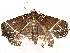  ( - BIOUG77750-C09)  @11 [ ] CreativeCommons - Attribution (2022) CBG Photography Group Centre for Biodiversity Genomics