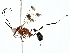  ( - BIOUG77751-D04)  @11 [ ] CreativeCommons - Attribution (2022) CBG Photography Group Centre for Biodiversity Genomics