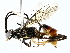  ( - BIOUG77752-F08)  @11 [ ] CreativeCommons - Attribution (2022) CBG Photography Group Centre for Biodiversity Genomics