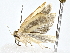  ( - BIOUG77752-G12)  @11 [ ] CreativeCommons - Attribution (2022) CBG Photography Group Centre for Biodiversity Genomics