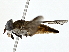  ( - BIOUG77753-B01)  @11 [ ] CreativeCommons - Attribution (2022) CBG Photography Group Centre for Biodiversity Genomics