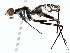  ( - BIOUG77753-C06)  @11 [ ] CreativeCommons - Attribution (2022) CBG Photography Group Centre for Biodiversity Genomics