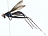 ( - BIOUG77736-D11)  @11 [ ] CreativeCommons - Attribution (2022) CBG Photography Group Centre for Biodiversity Genomics