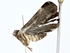  ( - BIOUG77736-F11)  @11 [ ] CreativeCommons - Attribution (2022) CBG Photography Group Centre for Biodiversity Genomics