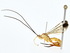  ( - BIOUG77737-D10)  @11 [ ] CreativeCommons - Attribution (2022) CBG Photography Group Centre for Biodiversity Genomics