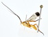  ( - BIOUG77737-D11)  @11 [ ] CreativeCommons - Attribution (2022) CBG Photography Group Centre for Biodiversity Genomics