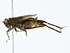 ( - BIOUG77737-F10)  @11 [ ] CreativeCommons - Attribution (2022) CBG Photography Group Centre for Biodiversity Genomics
