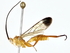  ( - BIOUG77754-C01)  @11 [ ] CreativeCommons - Attribution (2022) CBG Photography Group Centre for Biodiversity Genomics