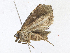  ( - CBG-A17531-H09)  @11 [ ] CreativeCommons - Attribution Share-Alike (2023) CBG Photography Group Centre for Biodiversity Genomics