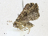  ( - CBG-A17537-D08)  @11 [ ] CreativeCommons - Attribution Share - Alike (2023) CBG Photography Group Centre for Biodiversity Genomics