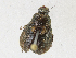  ( - CBG-A17537-F10)  @11 [ ] CreativeCommons - Attribution Share - Alike (2023) CBG Photography Group Centre for Biodiversity Genomics