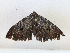  ( - CBG-A17539-F07)  @11 [ ] CreativeCommons - Attribution Share-Alike (2023) CBG Photography Group Centre for Biodiversity Genomics