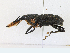 ( - CBG-A17540-A05)  @11 [ ] CreativeCommons - Attribution Share-Alike (2023) CBG Photography Group Centre for Biodiversity Genomics