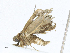  ( - CBG-A17540-H01)  @11 [ ] CreativeCommons - Attribution Share-Alike (2023) CBG Photography Group Centre for Biodiversity Genomics