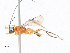  (alyMalaise01 Malaise6305 - CBG-A21699-H10)  @11 [ ] CreativeCommons - Attribution Share-Alike (2023) CBG Photography Group Centre for Biodiversity Genomics