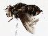  ( - BIOUG73665-D02)  @11 [ ] CreativeCommons - Attribution (2022) CBG Photography Group Centre for Biodiversity Genomics