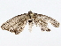  (uraMalaise9652 - BIOUG73665-G09)  @11 [ ] CreativeCommons - Attribution (2022) CBG Photography Group Centre for Biodiversity Genomics