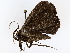  ( - BIOUG73666-C05)  @11 [ ] CreativeCommons - Attribution (2022) CBG Photography Group Centre for Biodiversity Genomics