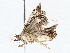  ( - BIOUG73666-C11)  @11 [ ] CreativeCommons - Attribution (2022) CBG Photography Group Centre for Biodiversity Genomics