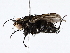  ( - BIOUG73666-E11)  @11 [ ] CreativeCommons - Attribution (2022) CBG Photography Group Centre for Biodiversity Genomics