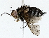  ( - BIOUG73668-B01)  @11 [ ] CreativeCommons - Attribution (2022) CBG Photography Group Centre for Biodiversity Genomics