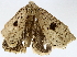  ( - BIOUG73669-D06)  @11 [ ] CreativeCommons - Attribution (2022) CBG Photography Group Centre for Biodiversity Genomics