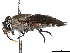  (Tabanus albocirculus - BIOUG73670-A12)  @15 [ ] CreativeCommons - Attribution (2022) CBG Photography Group Centre for Biodiversity Genomics
