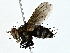  ( - BIOUG80149-A03)  @11 [ ] CreativeCommons - Attribution (2022) CBG Photography Group Centre for Biodiversity Genomics
