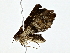  ( - BIOUG80157-H06)  @11 [ ] CreativeCommons - Attribution (2022) CBG Photography Group Centre for Biodiversity Genomics