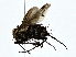  ( - BIOUG80168-C04)  @11 [ ] CreativeCommons - Attribution (2022) CBG Photography Group Centre for Biodiversity Genomics