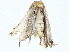  ( - BIOUG80169-C10)  @11 [ ] CreativeCommons - Attribution (2022) CBG Photography Group Centre for Biodiversity Genomics