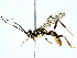  ( - BIOUG80175-B07)  @11 [ ] CreativeCommons - Attribution (2022) CBG Photography Group Centre for Biodiversity Genomics