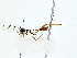  ( - BIOUG80175-E04)  @11 [ ] CreativeCommons - Attribution (2022) CBG Photography Group Centre for Biodiversity Genomics