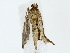  ( - BIOUG80160-C12)  @11 [ ] CreativeCommons - Attribution (2022) CBG Photography Group Centre for Biodiversity Genomics