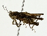  ( - BIOUG80161-A01)  @11 [ ] CreativeCommons - Attribution (2022) CBG Photography Group Centre for Biodiversity Genomics