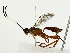  ( - BIOUG80162-E01)  @11 [ ] CreativeCommons - Attribution (2022) CBG Photography Group Centre for Biodiversity Genomics