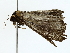  ( - BIOUG80177-A04)  @11 [ ] CreativeCommons - Attribution (2022) CBG Photography Group Centre for Biodiversity Genomics