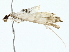  ( - BIOUG80178-A07)  @11 [ ] CreativeCommons - Attribution (2022) CBG Photography Group Centre for Biodiversity Genomics