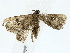 ( - BIOUG85248-B06)  @11 [ ] CreativeCommons - Attribution (2022) CBG Photography Group Centre for Biodiversity Genomics