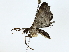  ( - BIOUG85248-F09)  @11 [ ] CreativeCommons - Attribution (2022) CBG Photography Group Centre for Biodiversity Genomics