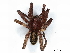  ( - BIOUG85248-H04)  @11 [ ] CreativeCommons - Attribution (2022) CBG Photography Group Centre for Biodiversity Genomics
