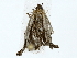  ( - BIOUG85249-A09)  @11 [ ] CreativeCommons - Attribution (2022) CBG Photography Group Centre for Biodiversity Genomics