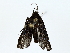  (Metalectra Malaise9109 - BIOUG85250-A07)  @11 [ ] CreativeCommons - Attribution (2022) CBG Photography Group Centre for Biodiversity Genomics