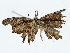  ( - BIOUG85250-D08)  @11 [ ] CreativeCommons - Attribution (2022) CBG Photography Group Centre for Biodiversity Genomics