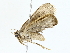  ( - BIOUG85255-C04)  @11 [ ] CreativeCommons - Attribution (2022) CBG Photography Group Centre for Biodiversity Genomics